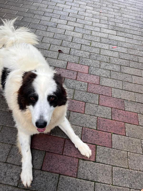 SIMBA  MAREMMANO CERCA CASA Foto 4